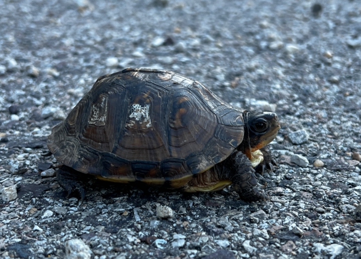 Eastern Box Turtle